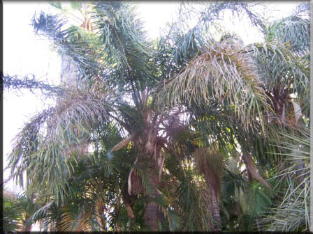 Arecastrum Romanzaffrum – Cocos Palm