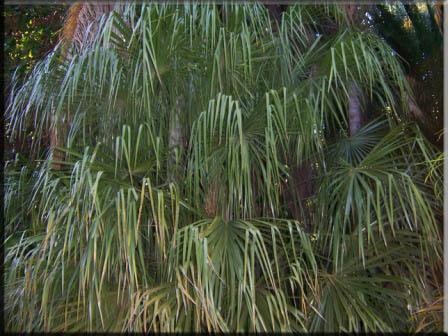 Livingstonia Decipiens – Weeping Cabbage Palm