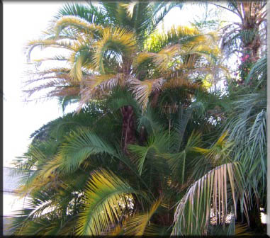 Phoenix Reclinata – senagal Date Palm