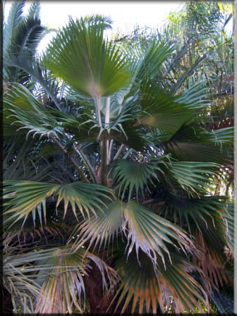 Pritchardia Pacifica – Fiji Fan Palm