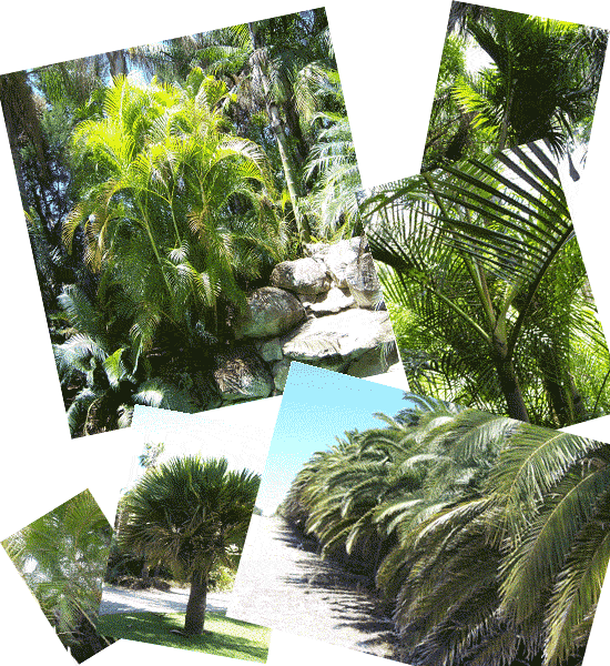 Image of various palms
